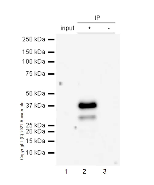 Immunoprecipitation - Anti-Glycophorin C/GPC antibody [EPR4116] - BSA and Azide free (AB247712)