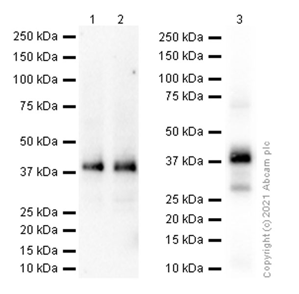 Western blot - Anti-Glycophorin C/GPC antibody [EPR4116] - BSA and Azide free (AB247712), expandable thumbnail