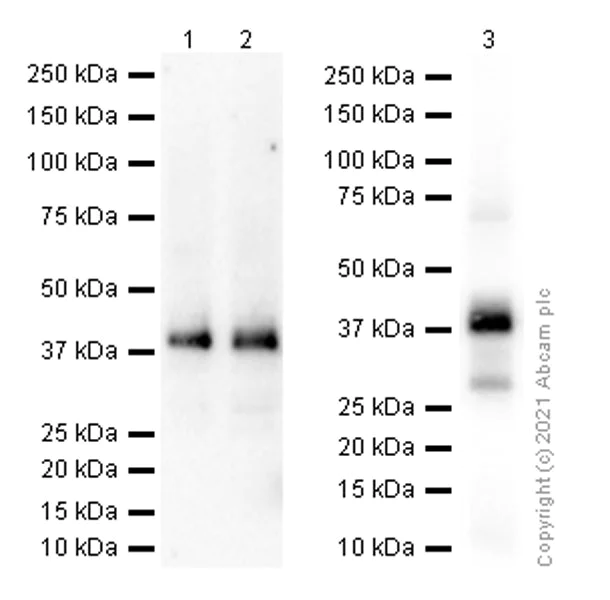 Western blot - Anti-Glycophorin C/GPC antibody [EPR4116] - BSA and Azide free (AB247712)