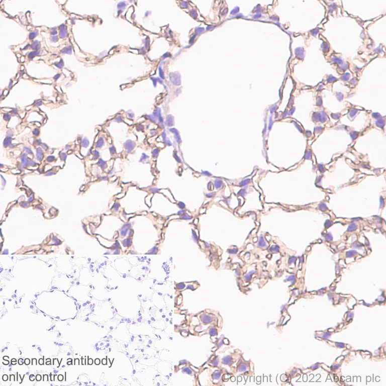 Immunohistochemistry (Formalin/PFA-fixed paraffin-embedded sections) - Anti-Glycosylated Robo4 antibody [EPR26283-158] (BSA and Azide free) (AB300512)