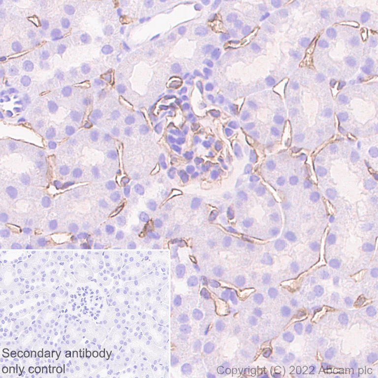 Immunohistochemistry (Formalin/PFA-fixed paraffin-embedded sections) - Anti-Glycosylated Robo4 antibody [EPR26283-158] (BSA and Azide free) (AB300512)