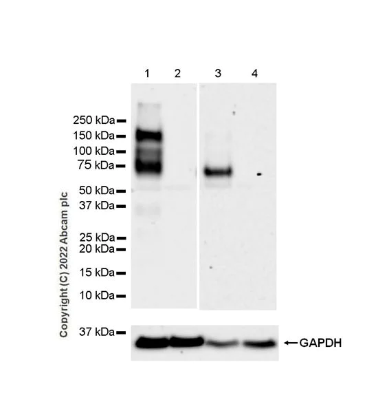 Western blot - Anti-Glycosylated Robo4 antibody [EPR26283-158] (BSA and Azide free) (AB300512)