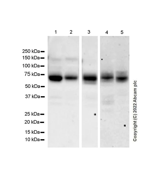 Western blot - Anti-Glycosylated Robo4 antibody [EPR26283-158] (BSA and Azide free) (AB300512)