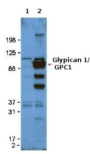 Western blot - Anti-Glypican 1/ GPC1 antibody (AB106003)