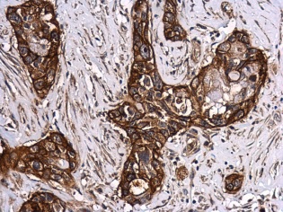 Immunohistochemistry (Formalin/PFA-fixed paraffin-embedded sections) - Anti-Glypican 1/ GPC1 antibody (AB226855)
