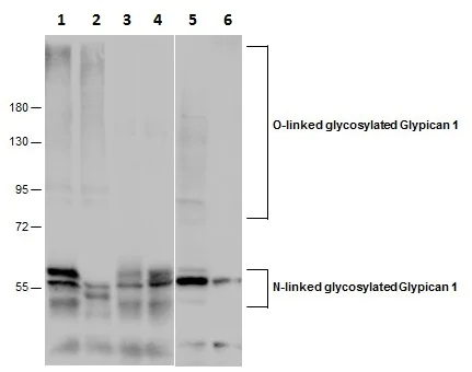 Western blot - Anti-Glypican 1/ GPC1 antibody (AB226855)