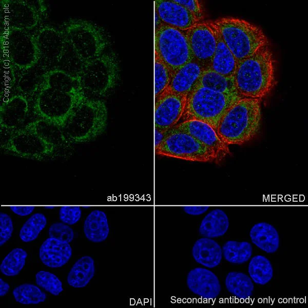 Immunocytochemistry/ Immunofluorescence - Anti-Glypican 1/ GPC1 antibody [EPR19285] (AB199343)