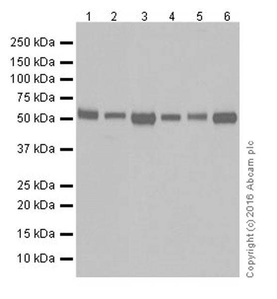 Western blot - Anti-Glypican 1/ GPC1 antibody [EPR19285] (AB199343), expandable thumbnail