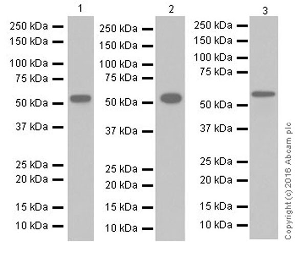 Western blot - Anti-Glypican 1/ GPC1 antibody [EPR19285] (AB199343), expandable thumbnail