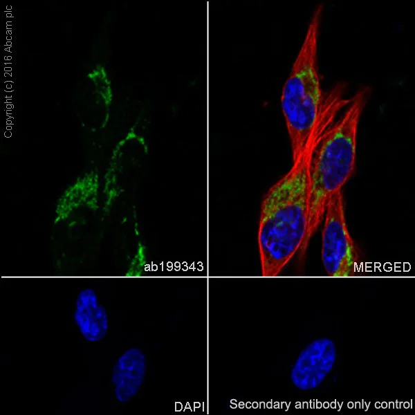 Immunocytochemistry/ Immunofluorescence - Anti-Glypican 1/ GPC1 antibody [EPR19285] - BSA and Azide free (AB271962)