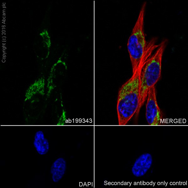 Immunocytochemistry/ Immunofluorescence - Anti-Glypican 1/ GPC1 antibody [EPR19285] - Low endotoxin, Azide free (AB222499)