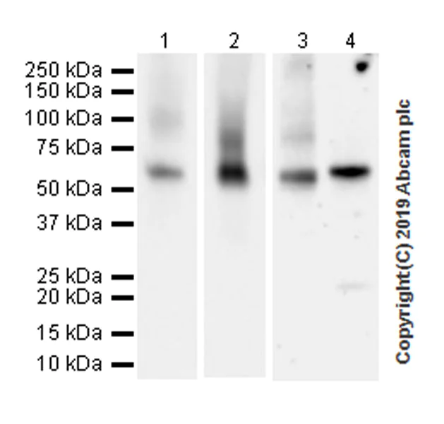 Western blot - Anti-Glypican 1/ GPC1 antibody [EPR22580-72] (AB255600)