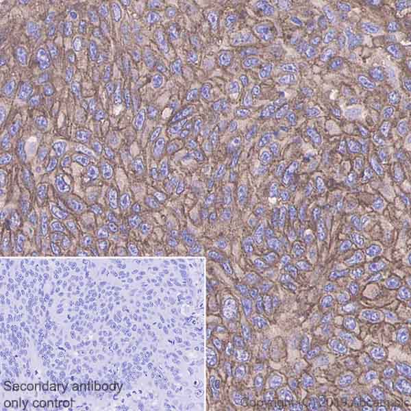 Immunohistochemistry (Formalin/PFA-fixed paraffin-embedded sections) - Anti-Glypican 1/ GPC1 antibody [EPR22580-72] - BSA and Azide free (AB255687), expandable thumbnail