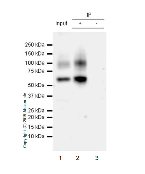 Immunoprecipitation - Anti-Glypican 1/ GPC1 antibody [EPR22580-72] - BSA and Azide free (AB255687), expandable thumbnail