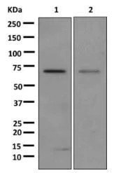 Western blot - Anti-Glypican 3 antibody [EPR10641] - BSA and Azide free (AB221498)
