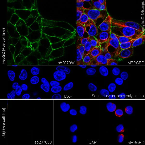 Immunocytochemistry/ Immunofluorescence - Anti-Glypican 3 antibody [EPR20569] - BSA and Azide free (AB240995)