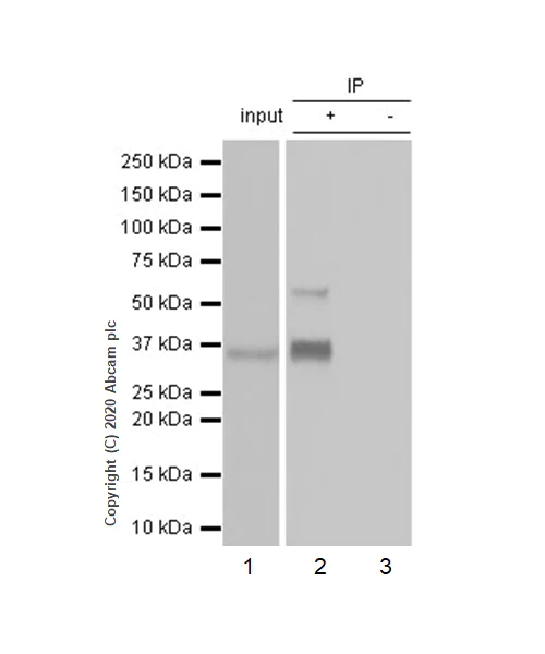 Immunoprecipitation - Anti-Glypican 3 antibody [EPR20569] - BSA and Azide free (AB240995)