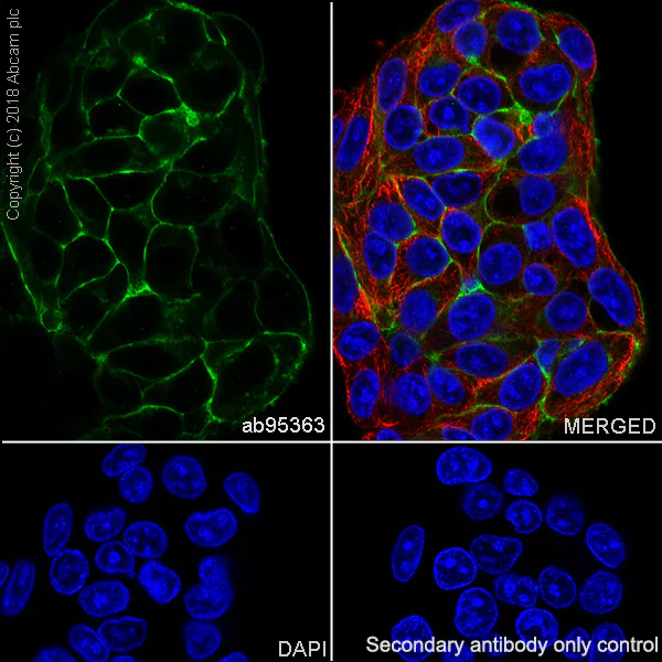 Immunocytochemistry/ Immunofluorescence - Anti-Glypican 3 antibody [SP86] - BSA and Azide free (AB238804)