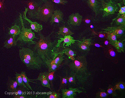 Immunocytochemistry/ Immunofluorescence - Anti-Glypican 3 antibody [SP86] - BSA and Azide free (AB238804)