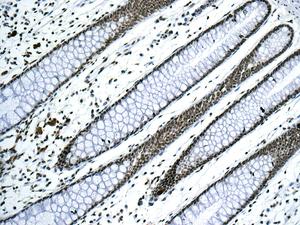 Immunohistochemistry (Formalin/PFA-fixed paraffin-embedded sections) - Anti-GLYR1 antibody [EPR10076(B)] (AB154838), expandable thumbnail