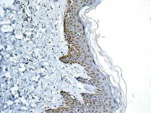 Immunohistochemistry (Formalin/PFA-fixed paraffin-embedded sections) - Anti-GLYR1 antibody [EPR10076(B)] (AB154838)