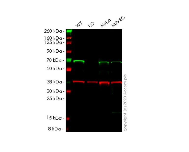 Western blot - Anti-GLYR1 antibody [EPR10076(B)] - BSA and Azide free (AB249142)