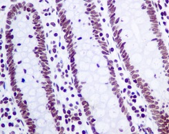 Immunohistochemistry (Formalin/PFA-fixed paraffin-embedded sections) - Anti-GLYR1 antibody [EPR10077(B)] (ab167155), expandable thumbnail