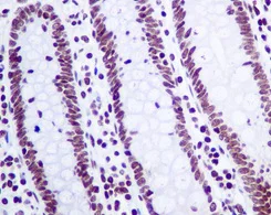 Immunohistochemistry (Formalin/PFA-fixed paraffin-embedded sections) - Anti-GLYR1 antibody [EPR10077(B)] - BSA and Azide free (AB249399)