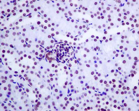 Immunohistochemistry (Formalin/PFA-fixed paraffin-embedded sections) - Anti-GLYR1 antibody [EPR10077(B)] - BSA and Azide free (AB249399)