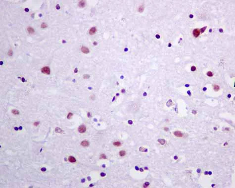 Immunohistochemistry (Formalin/PFA-fixed paraffin-embedded sections) - Anti-GLYR1 antibody [EPR10077(B)] - BSA and Azide free (AB249399)