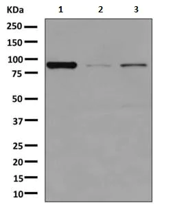 Western blot - Anti-Glyt2 antibody [EPR10748] - BSA and Azide free (AB249261)