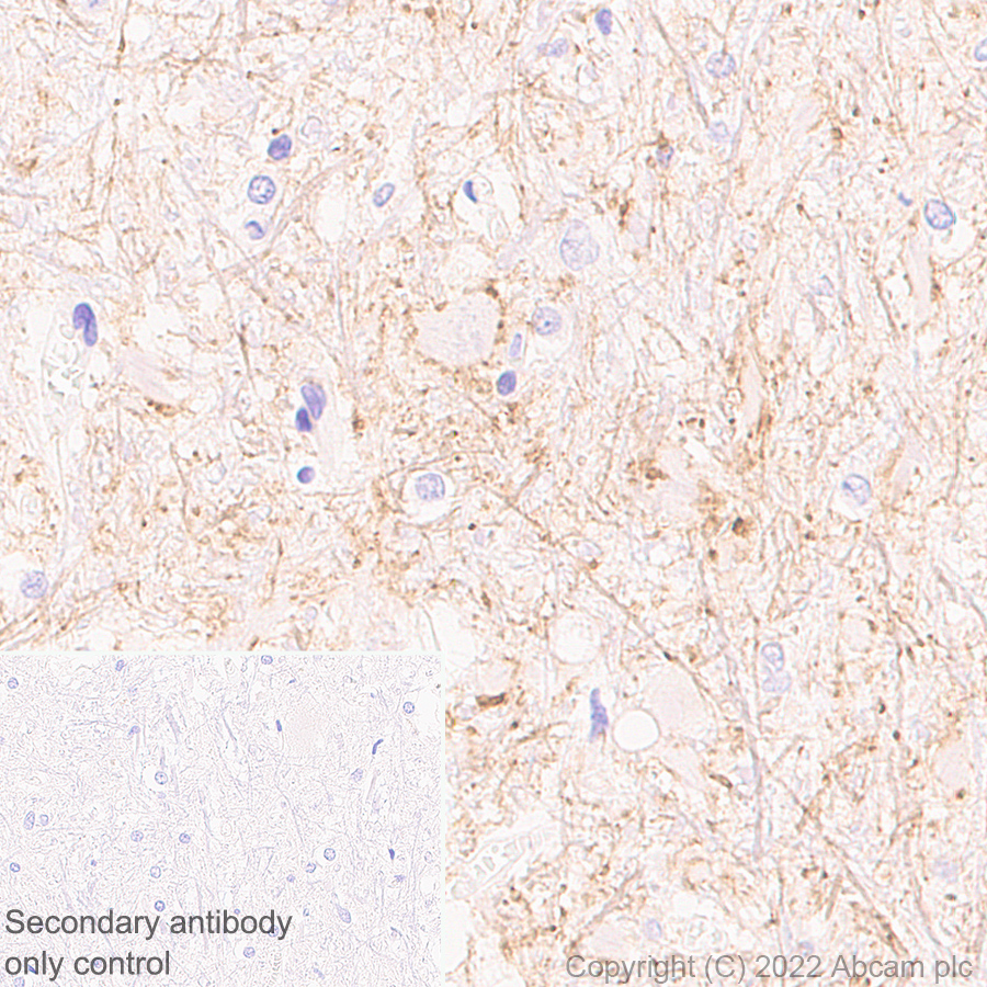 Immunohistochemistry (Formalin/PFA-fixed paraffin-embedded sections) - Anti-Glyt2 antibody [EPR25105-74] (AB303556)