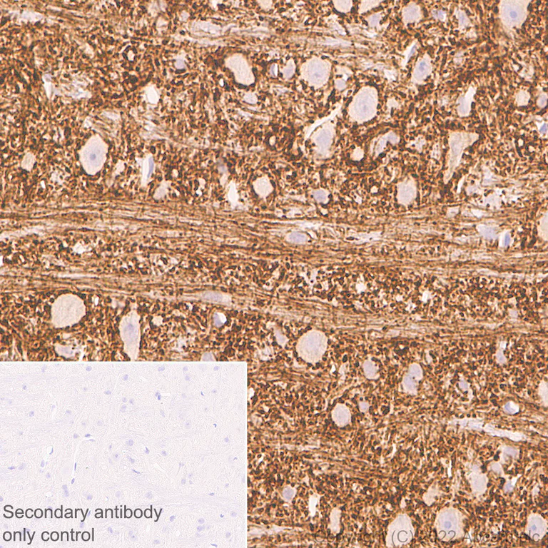 Immunohistochemistry (Formalin/PFA-fixed paraffin-embedded sections) - Anti-Glyt2 antibody [EPR25105-74] - BSA and Azide free (AB303557)