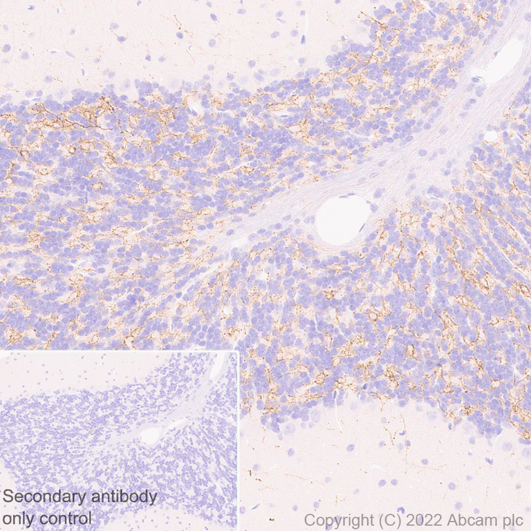 Immunohistochemistry (Formalin/PFA-fixed paraffin-embedded sections) - Anti-Glyt2 antibody [EPR25105-74] - BSA and Azide free (AB303557)