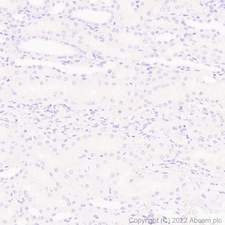 Immunohistochemistry (Formalin/PFA-fixed paraffin-embedded sections) - Anti-Glyt2 antibody [EPR25105-74] - BSA and Azide free (AB303557)