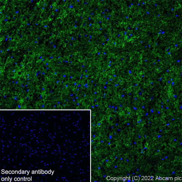 Immunohistochemistry (Frozen sections) - Anti-Glyt2 antibody [EPR25105-74] - BSA and Azide free (AB303557)