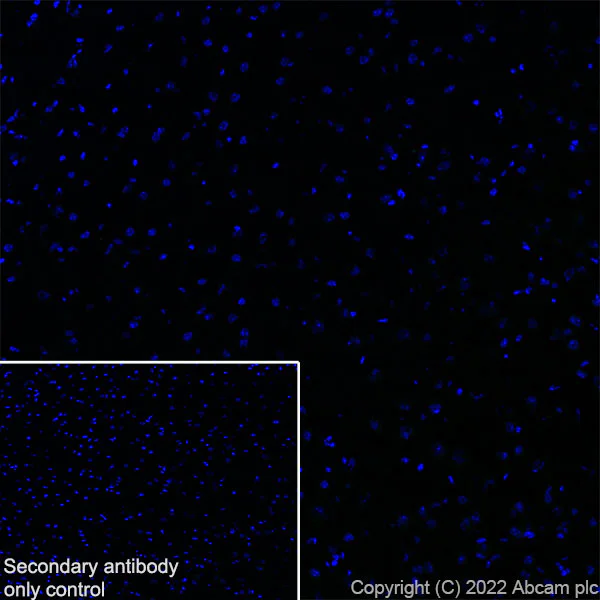 Immunohistochemistry (Frozen sections) - Anti-Glyt2 antibody [EPR25105-74] - BSA and Azide free (AB303557)
