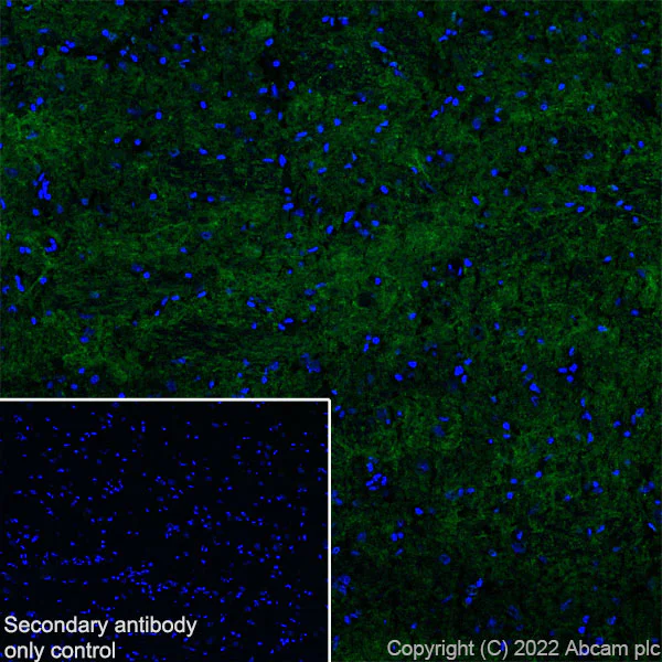 Immunohistochemistry (Frozen sections) - Anti-Glyt2 antibody [EPR25105-74] - BSA and Azide free (AB303557)