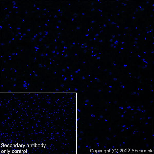 Immunohistochemistry (Frozen sections) - Anti-Glyt2 antibody [EPR25105-74] - BSA and Azide free (AB303557)
