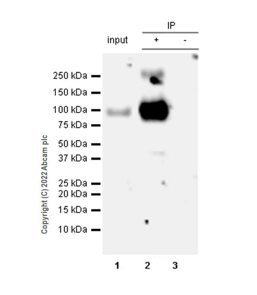 Immunoprecipitation - Anti-Glyt2 antibody [EPR25105-74] - BSA and Azide free (AB303557)