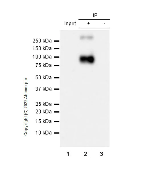Immunoprecipitation - Anti-Glyt2 antibody [EPR25105-74] - BSA and Azide free (AB303557)