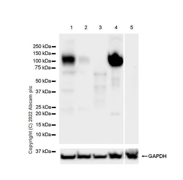 Western blot - Anti-Glyt2 antibody [EPR25105-74] - BSA and Azide free (AB303557)