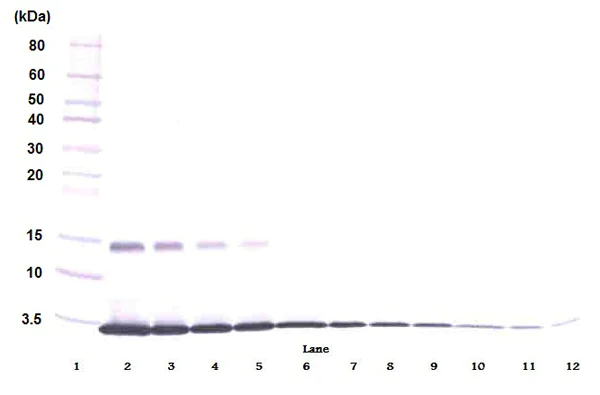 Western blot - Anti-GM-CSF antibody (AB9741)