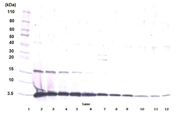 Western blot - Anti-GM-CSF antibody (AB9741)