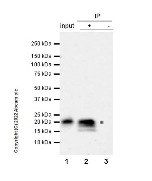 Immunoprecipitation - Anti-GM-CSF antibody [EPR25991-223] (AB300495), expandable thumbnail