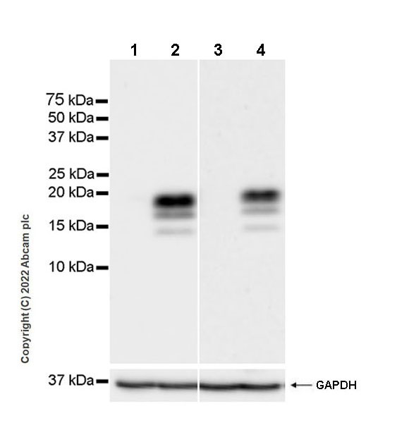 Western blot - Anti-GM-CSF antibody [EPR25991-223] (AB300495), expandable thumbnail
