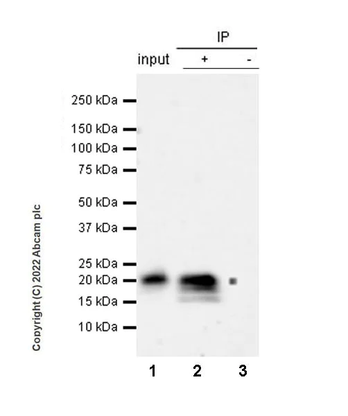 Immunoprecipitation - Anti-GM-CSF antibody [EPR25991-223] (BSA and Azide free) (AB300496)