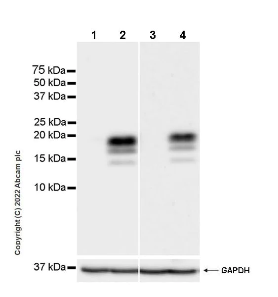 Western blot - Anti-GM-CSF antibody [EPR25991-223] (BSA and Azide free) (AB300496)