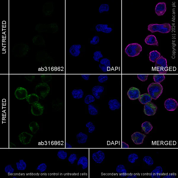 Immunocytochemistry/ Immunofluorescence - Anti-GM-CSF antibody [EPR28743-78] (AB316862)