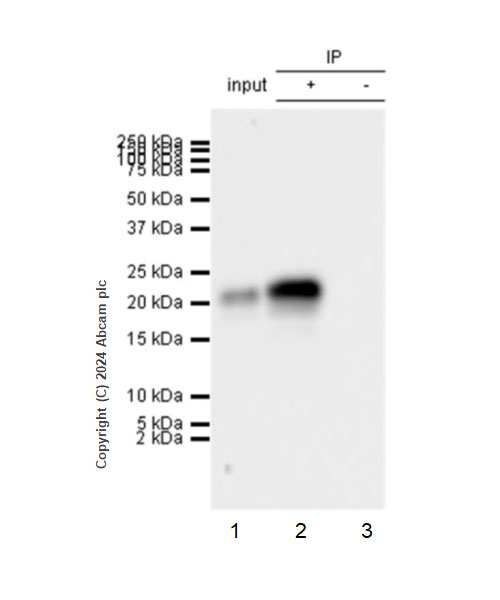 Immunoprecipitation - Anti-GM-CSF antibody [EPR28743-78] - BSA and Azide free (AB316863), expandable thumbnail